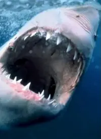 《纪录片：海洋捕食者》：深海巨兽的残酷生存法则，震撼人心的生命赞歌！